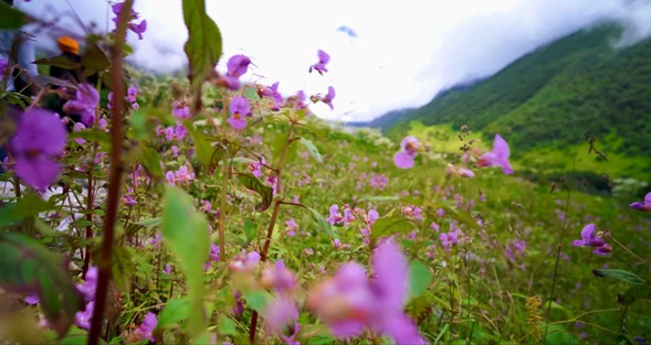 インド 花の谷国立公園